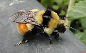 Buster B. Buzzing Esq. : Overweight Man By Day, Bee Costume-Clad Man by Night